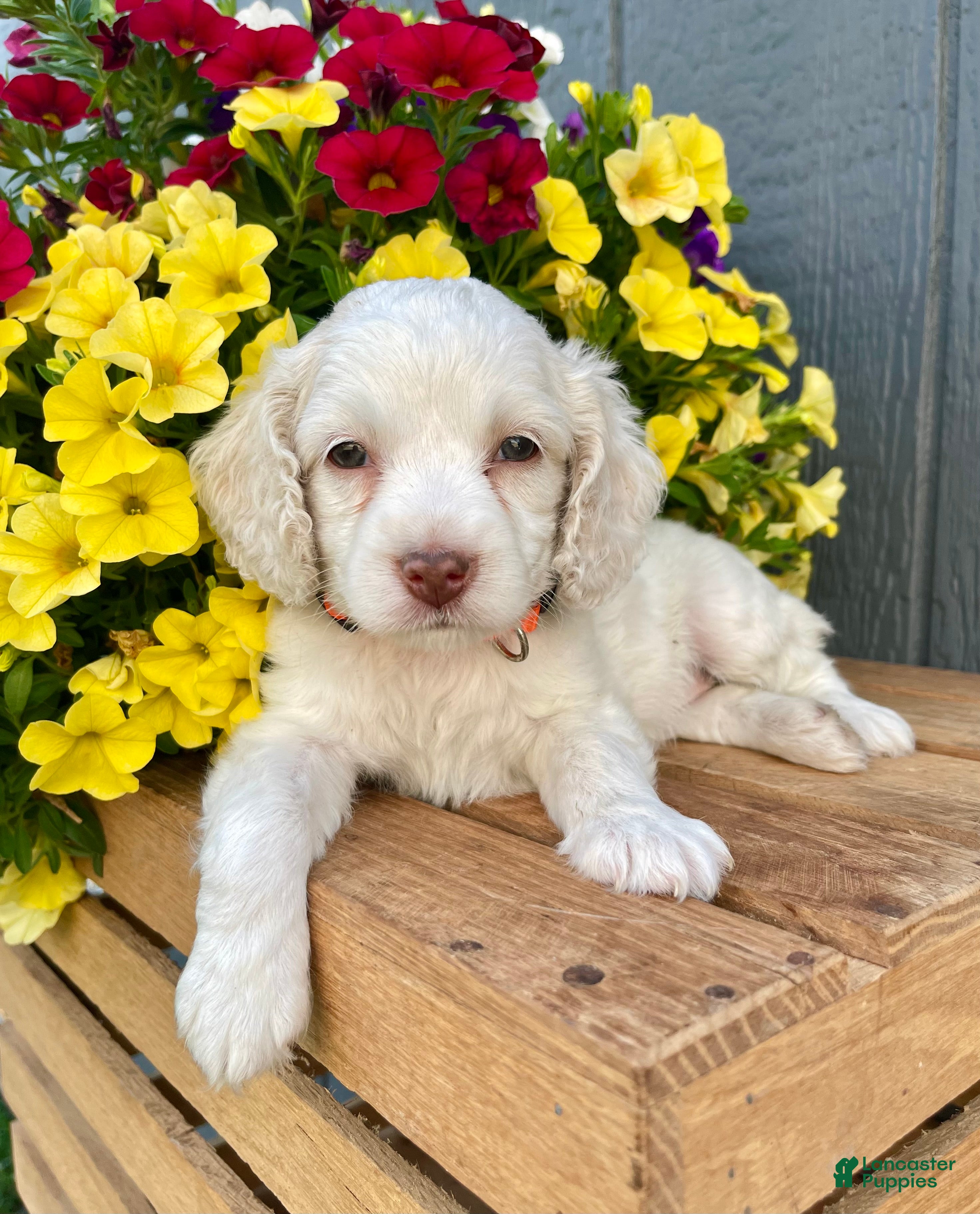 Cockapoo dogs Lola - Ad 1