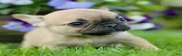 French Bulldog dogs for sale: Rose  - Ad 3