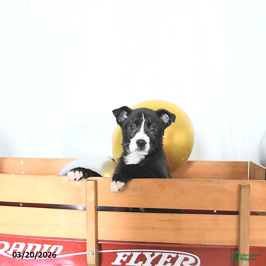 Border Collie dogs Fiona - Ad 1