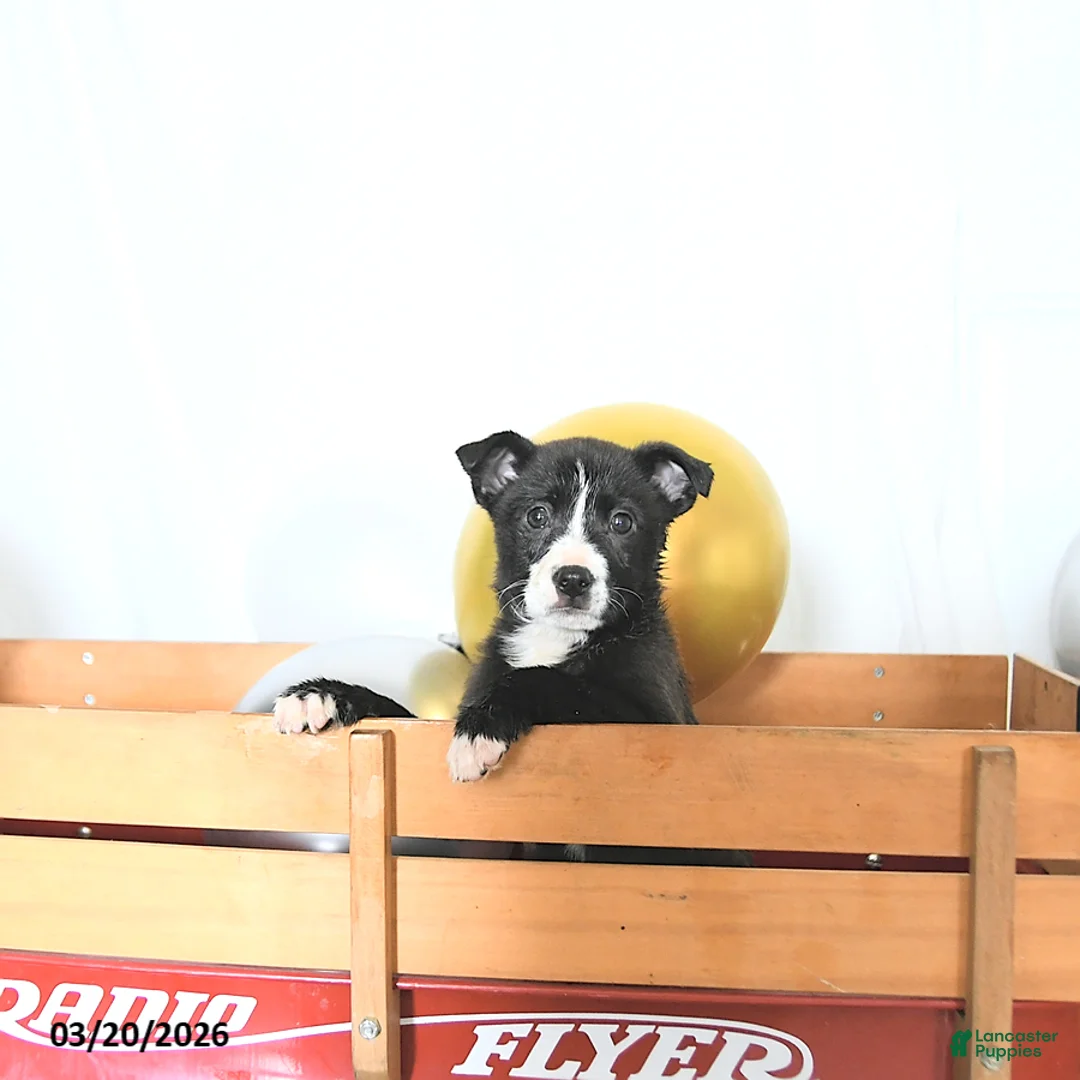 Border Collie dogs for sale: Fiona - Ad 1