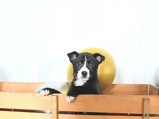 Border Collie dogs for sale: Fiona - Ad 1