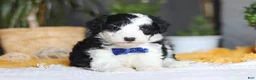 Sheepadoodle dogs for sale: Thumper - Ad 3