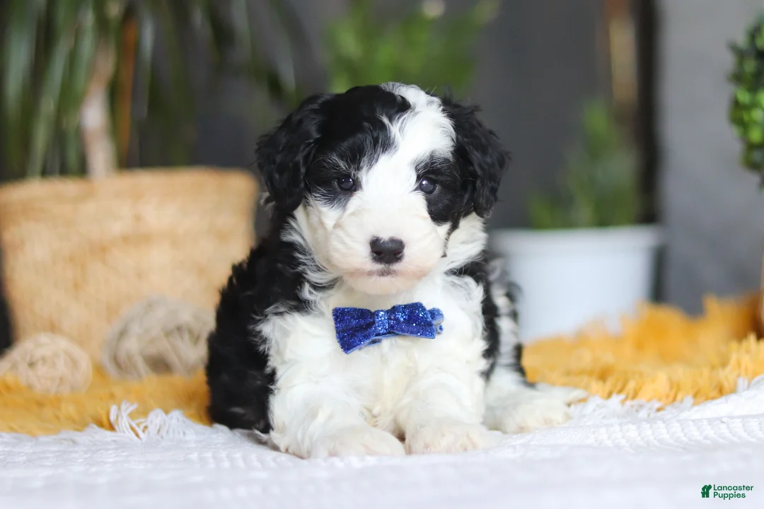 Sheepadoodle dogs for sale: Thumper - Ad 3