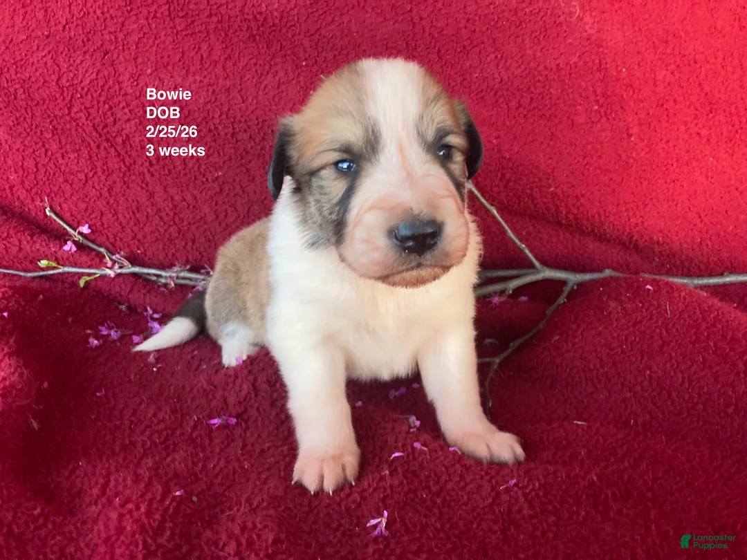 Collie dogs for sale: Bowie - Ad 2