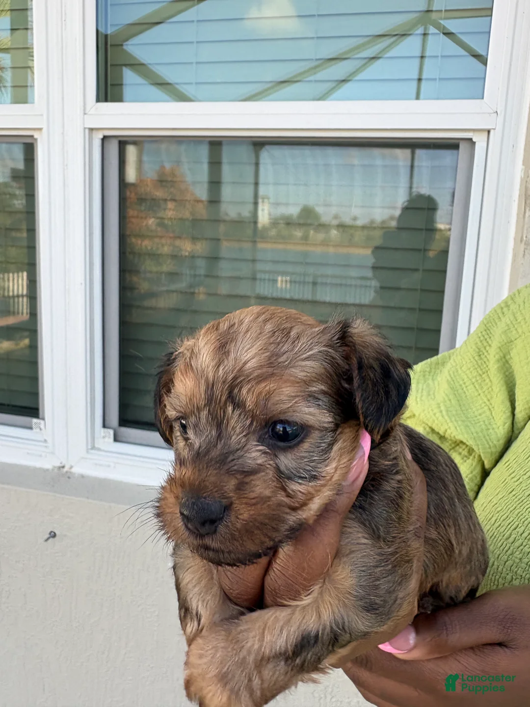 Yorkiepoo dogs for sale: Yorkiepoo Puppy 2 - Ad 3