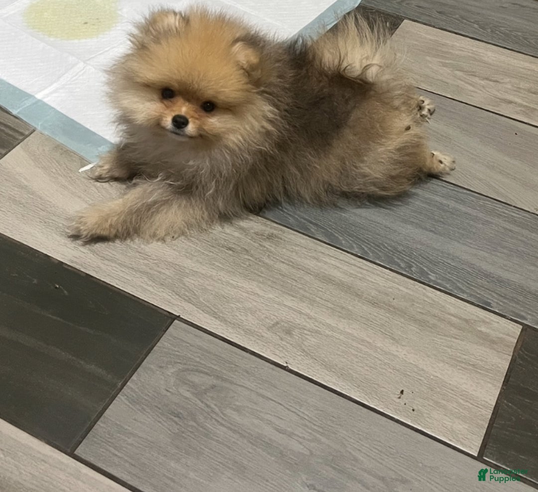 Pomeranian dogs for sale: Pomeranian Puppy 1 - Ad 3