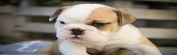 English Bulldog dogs for sale: Quaram English Bulldog  - Ad 5