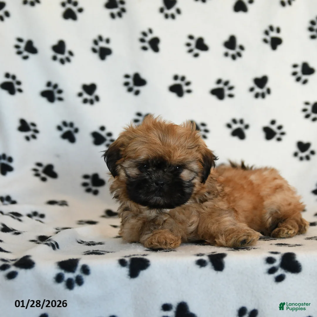 Shih Tzu dogs for sale: Oberon - Ad 2