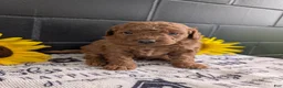 Mini Goldendoodle dogs for sale: Mini -Mo - Ad 3