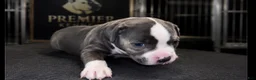 American Bully dogs for sale: Bella - Ad 3