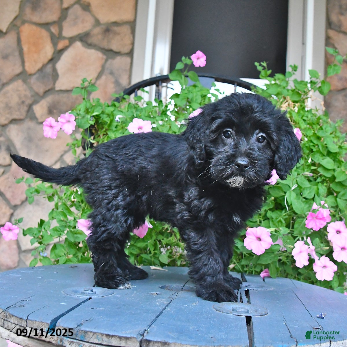 Mixed Breed dogs Patsy - Ad 2