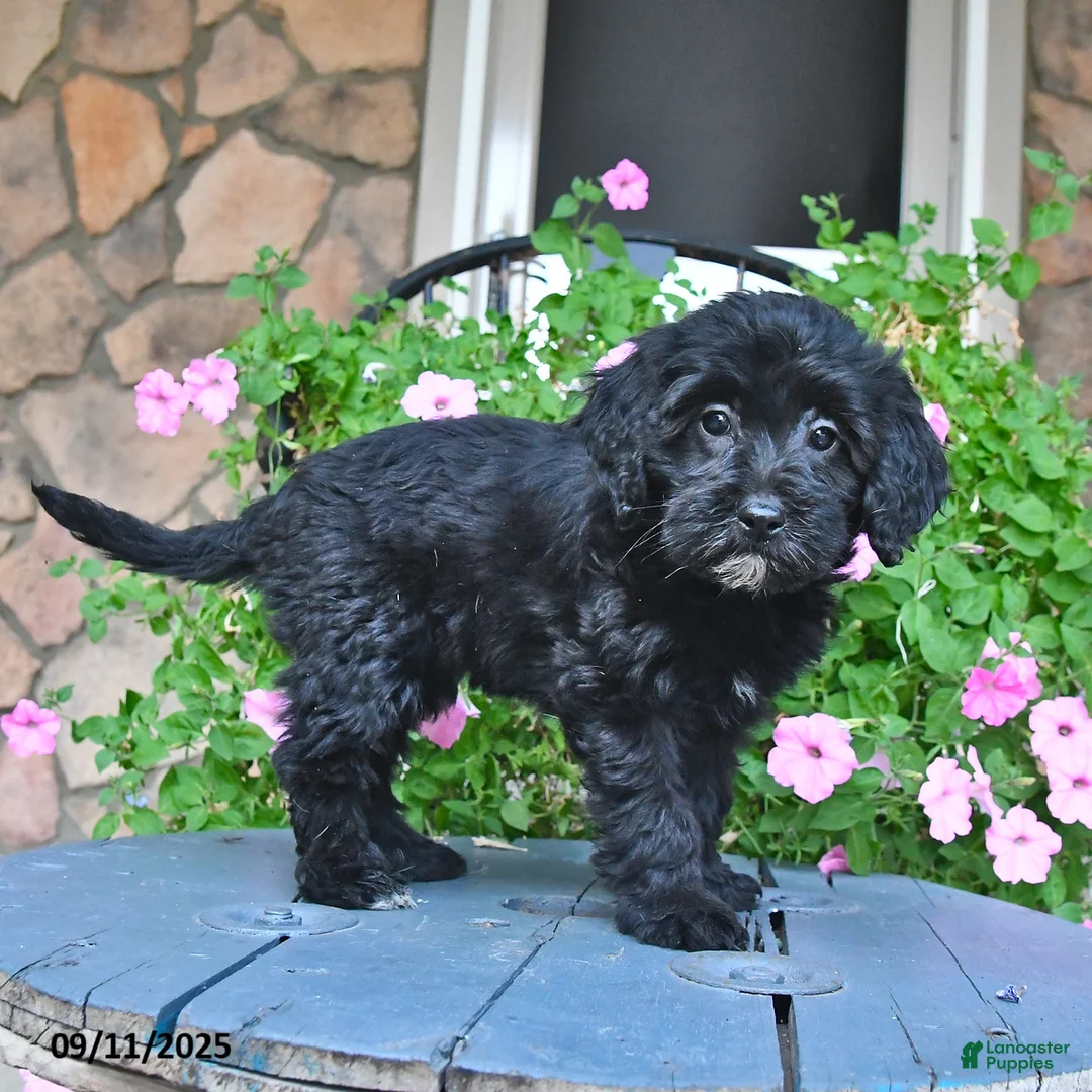 Mixed Breed dogs for sale: Patsy - Ad 2