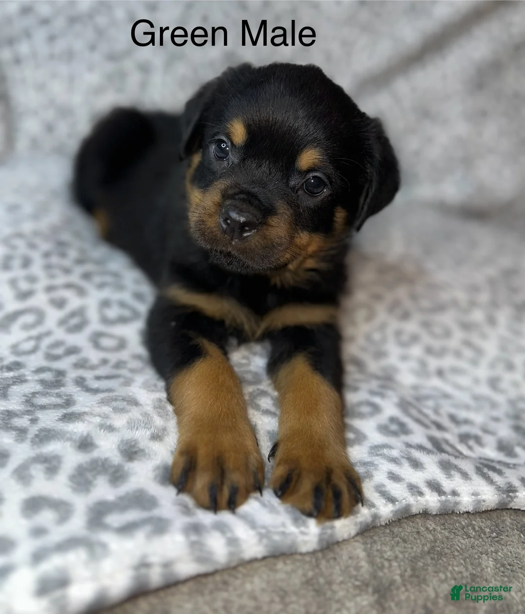Rottweiler dogs for sale: Green Collar male  - Ad 1
