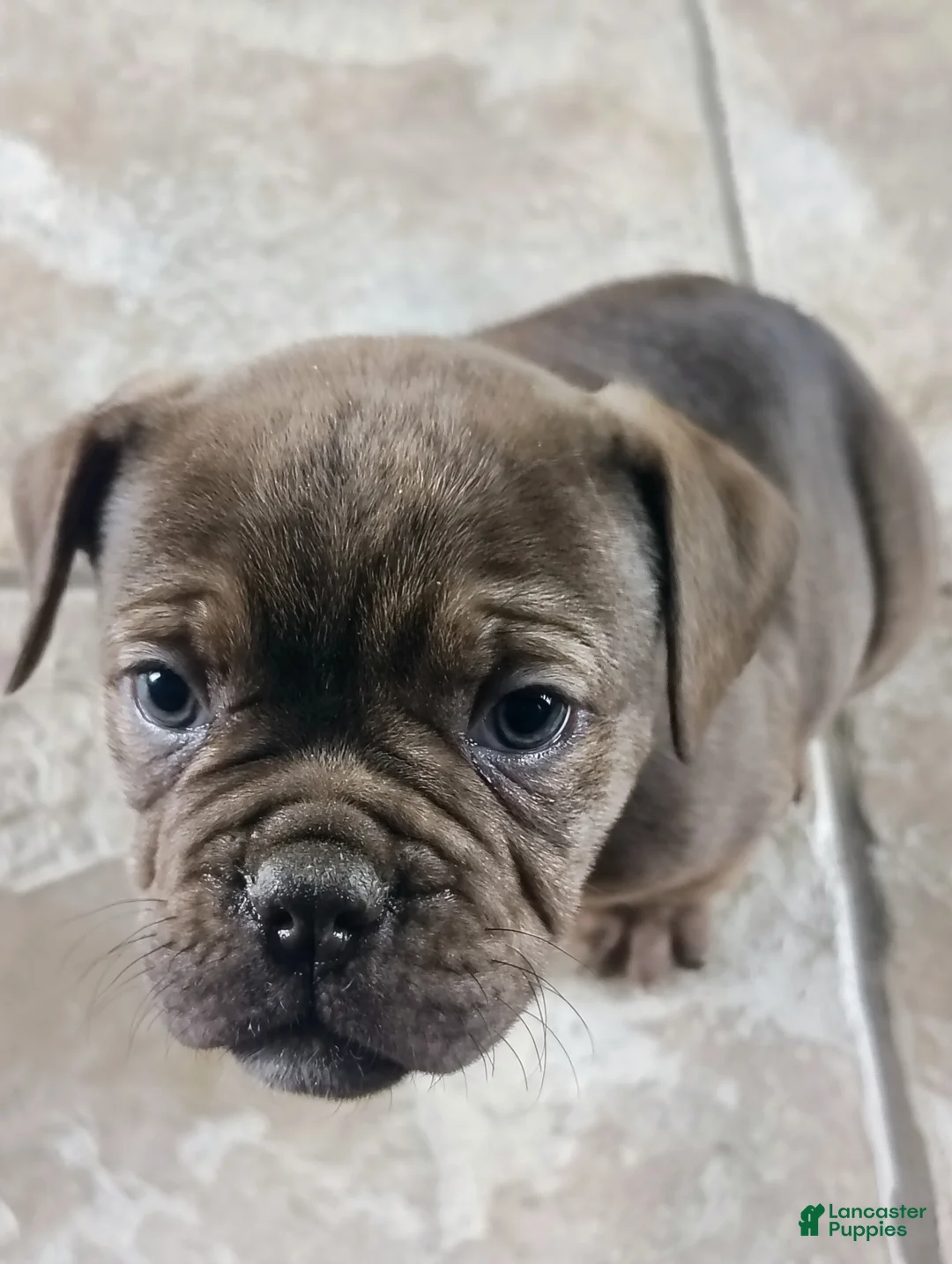 Olde English Bulldogge dogs for sale: Twilight  - Ad 2
