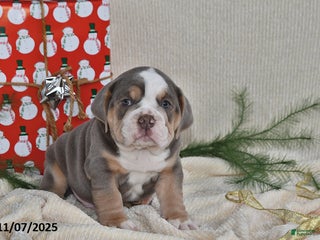 Mixed Breed dogs - Ad 28