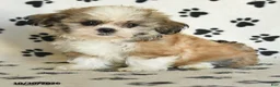 Shih Tzu dogs for sale: Pearl - Ad 4