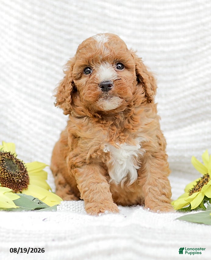 Goldendoodle dogs Jewel - Ad 1
