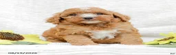 Goldendoodle dogs for sale: Jewel - Ad 1