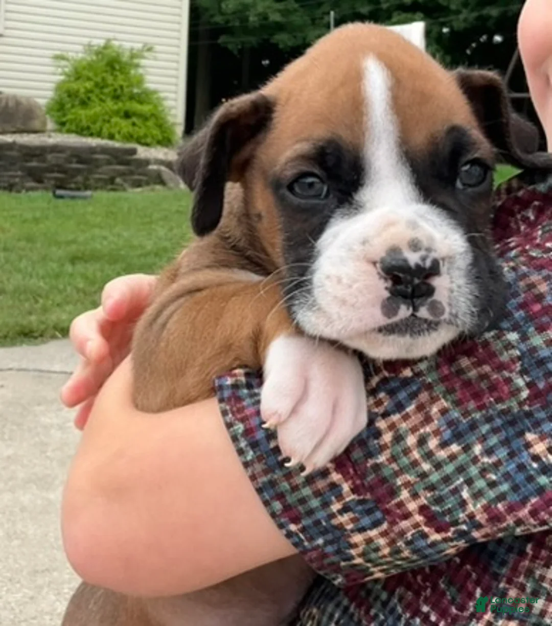 Boxer dogs for sale: Champ - Ad 2