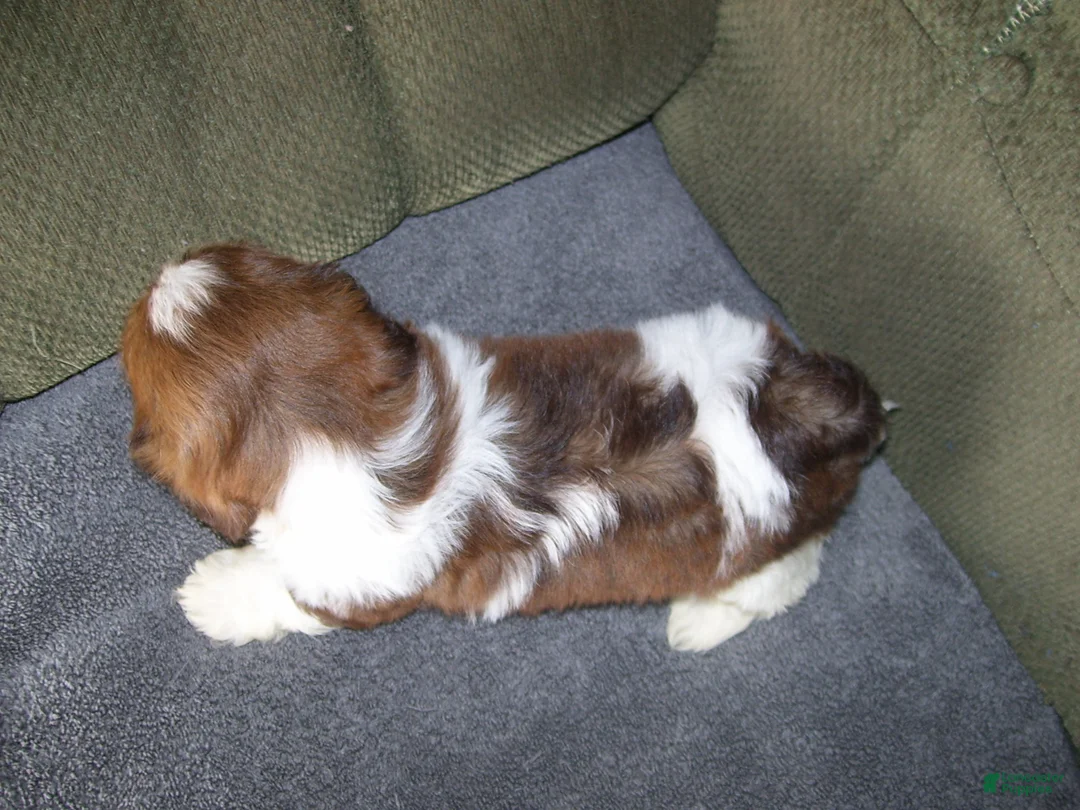 Shih Tzu dogs for sale: Murphey - Ad 2