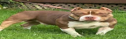 American Bully dogs for sale: Louie - Ad 3