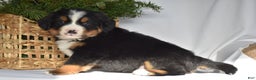Bernese Mountain Dog dogs for sale: Rowdy - Ad 6