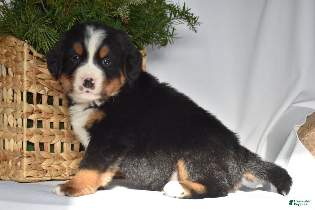 Bernese Mountain Dog dogs for sale: Rowdy - Ad 6