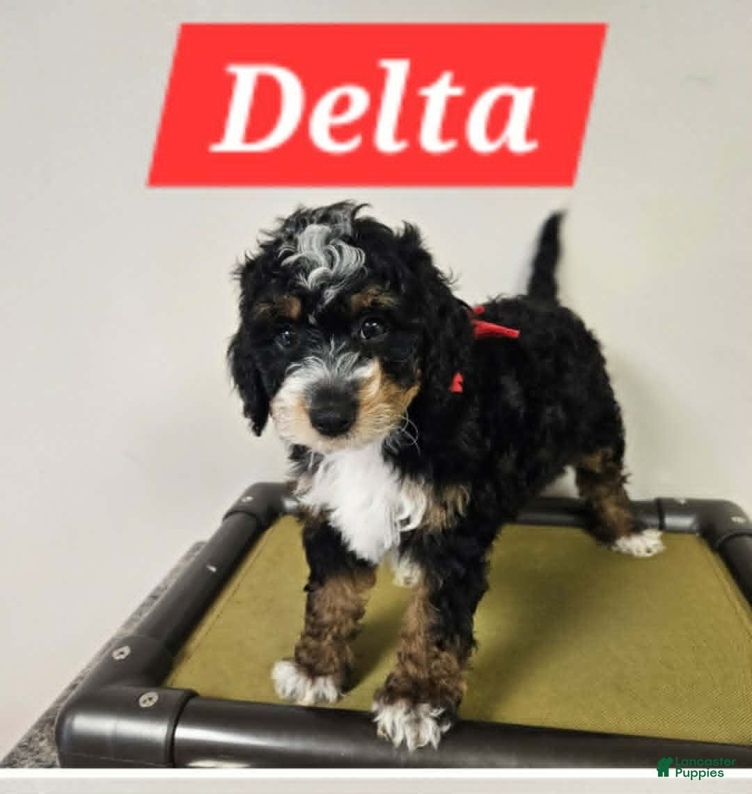 Bernedoodle dogs for sale: Delta - Ad 2