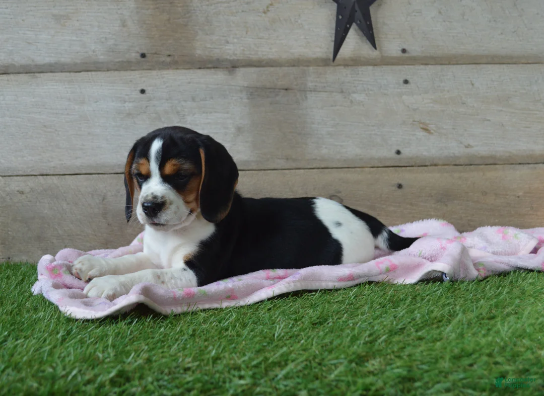 Beagle dogs for sale: Jewel - Ad 2