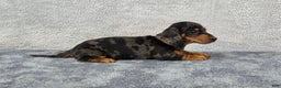 Miniature Dachshund dogs for sale: Oscar  - Ad 8