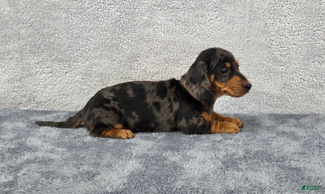Miniature Dachshund dogs for sale: Oscar  - Ad 8