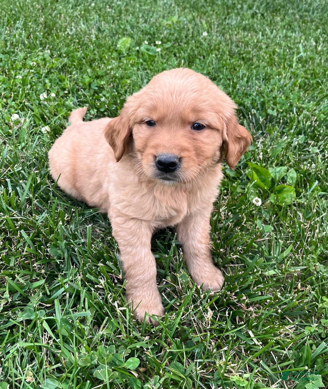 Golden Retriever dogs for sale: Bella - Ad 1