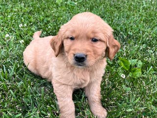 Golden Retriever dogs Bella - Ad 11