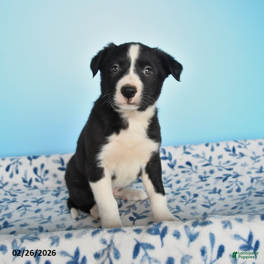 Border Collie dogs Ranger - Ad 1