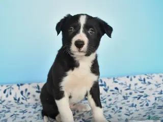 Border Collie dogs for sale: Ranger - Ad 2