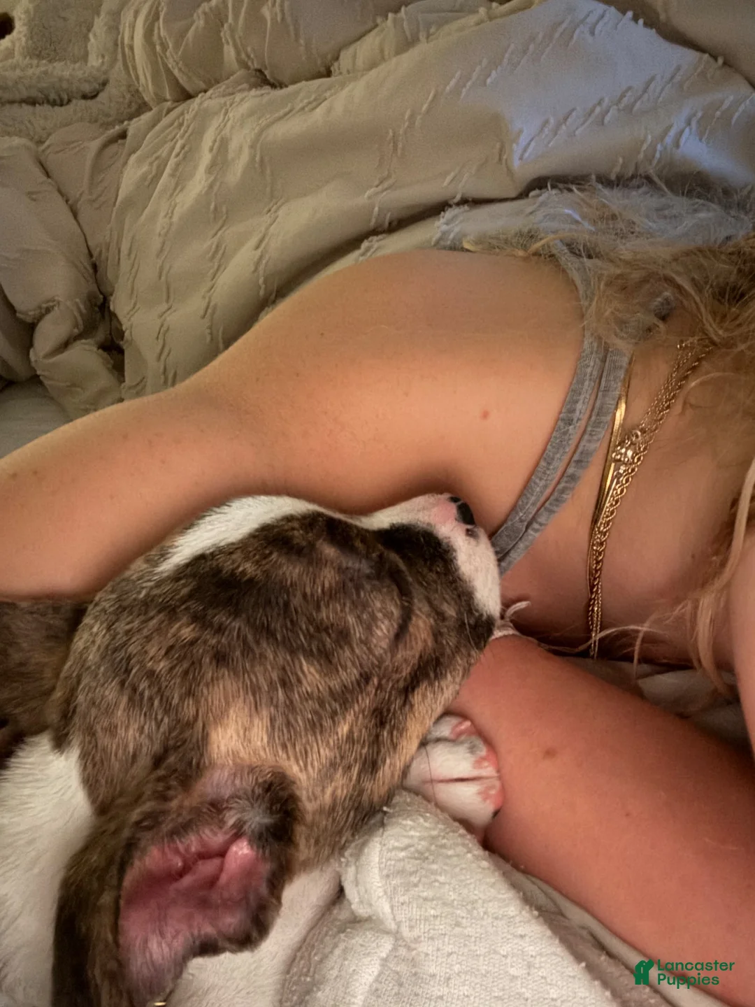 American Pit Bull Terrier dogs for sale: American Pit Bull Terrier 1 - Ad 2