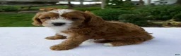 Cavapoo dogs for sale: Raven - Ad 2