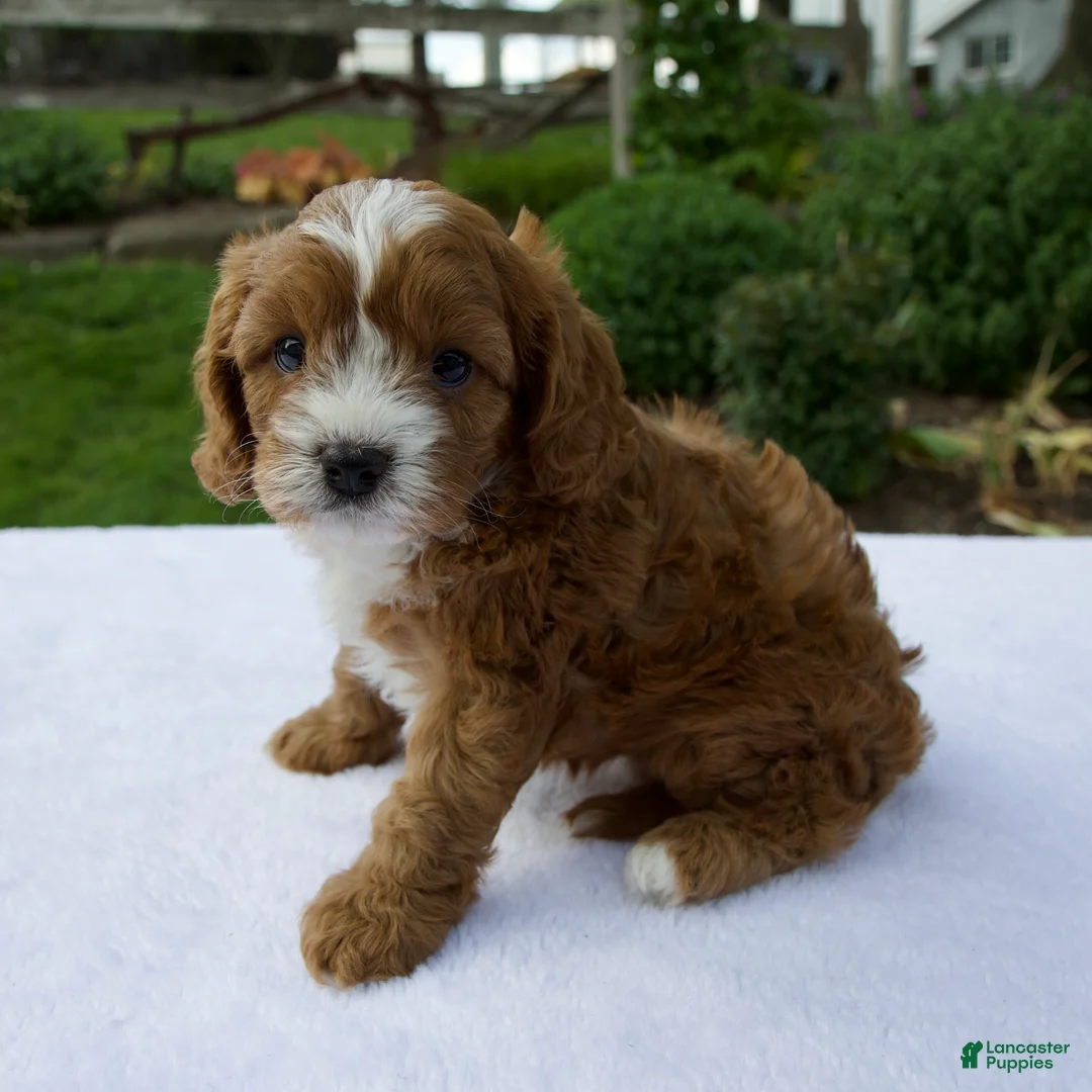 Cavapoo dogs for sale: Raven - Ad 2