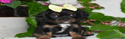 Cavalier King Charles Spaniel dogs for sale: Cavalier King Charles Spaniel 4 - Ad 6