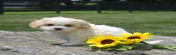 Cavachon dogs for sale: Micah (Tiny) - Ad 5