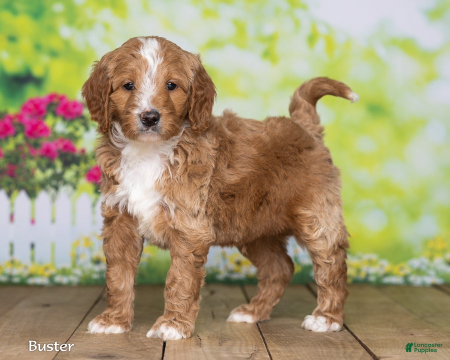 Goldendoodle dogs Buster - Ad 2
