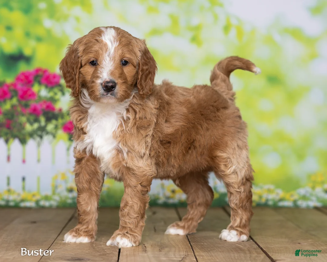 Goldendoodle dogs for sale: Buster - Ad 2