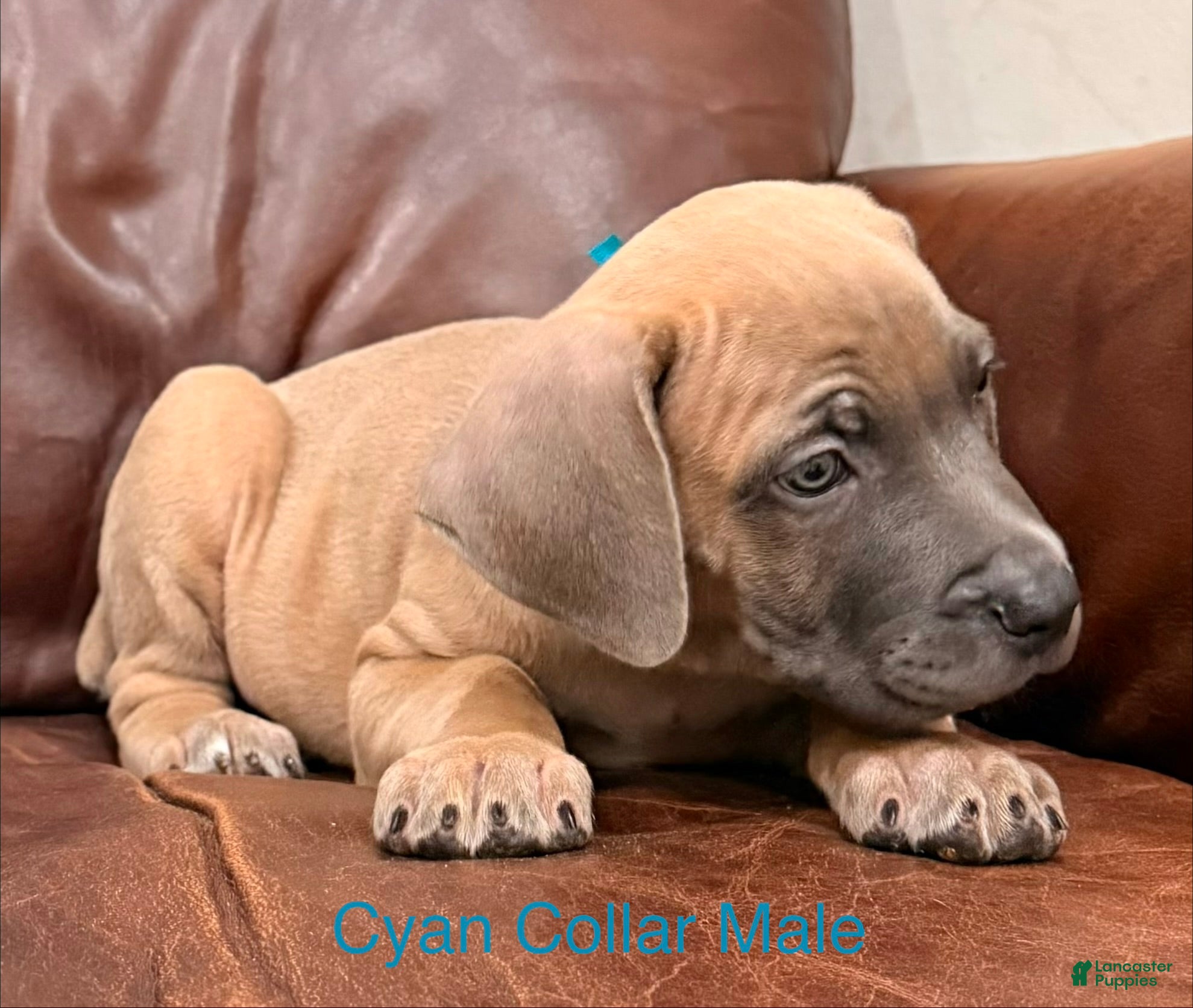 Cane Corso dogs Cane Corso Puppy Cyan Collar M - Ad 2