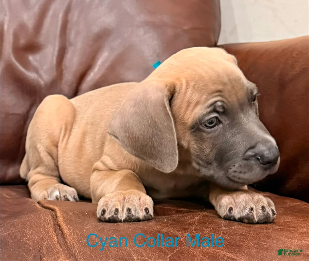 Cane Corso dogs for sale: Cane Corso Puppy Cyan Collar M - Ad 2