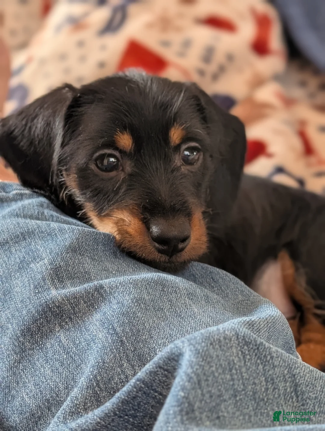 Miniature Dachshund dogs for sale: This is Harry or Magnum Force. - Ad 14