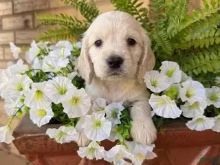 Miniature Dachshund dogs Spur - Ad 2