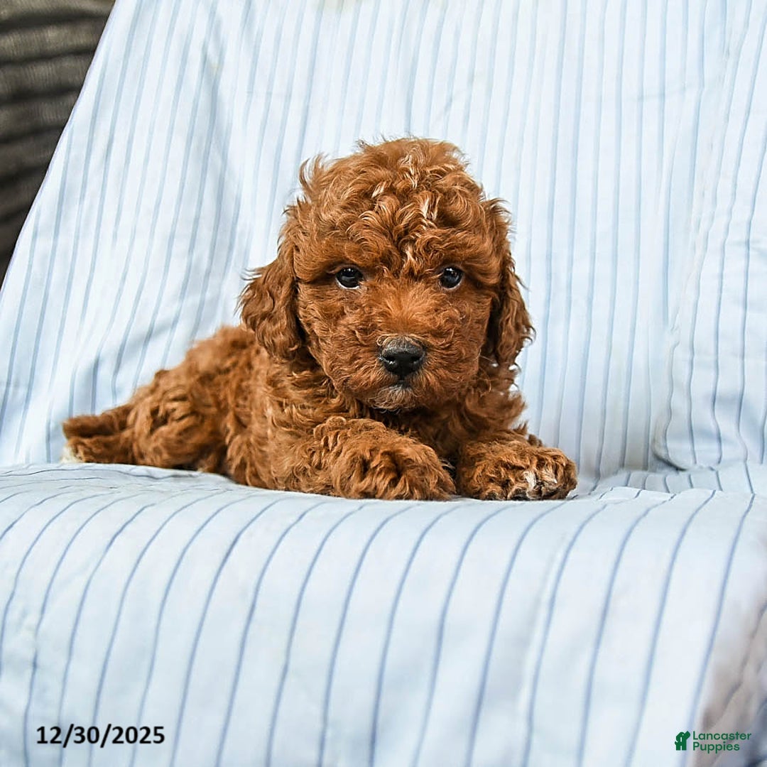 Toy Poodle dogs for sale: Toby - Ad 3