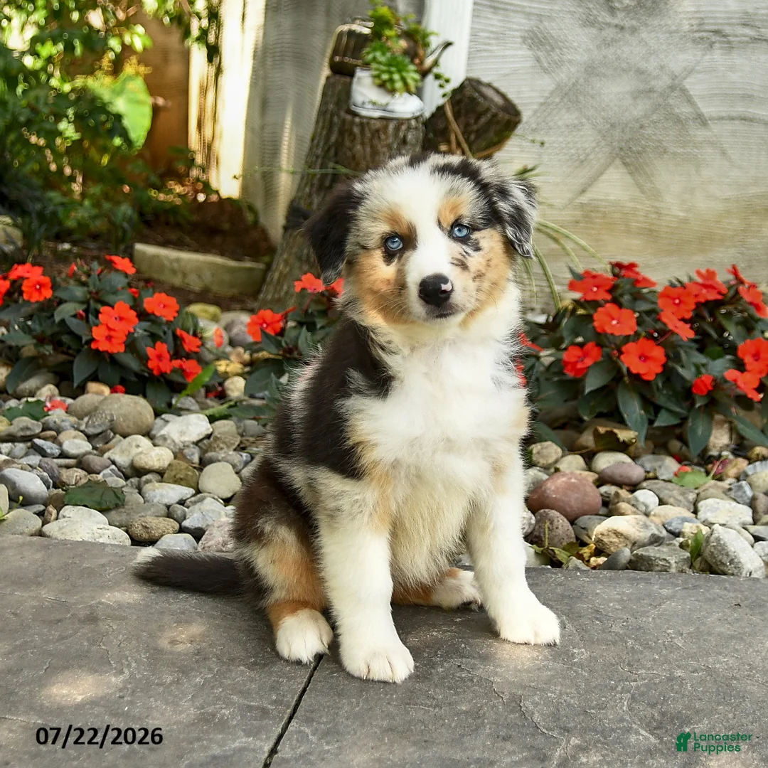 Australian Shepherd dogs for sale: Amelia - Ad 3