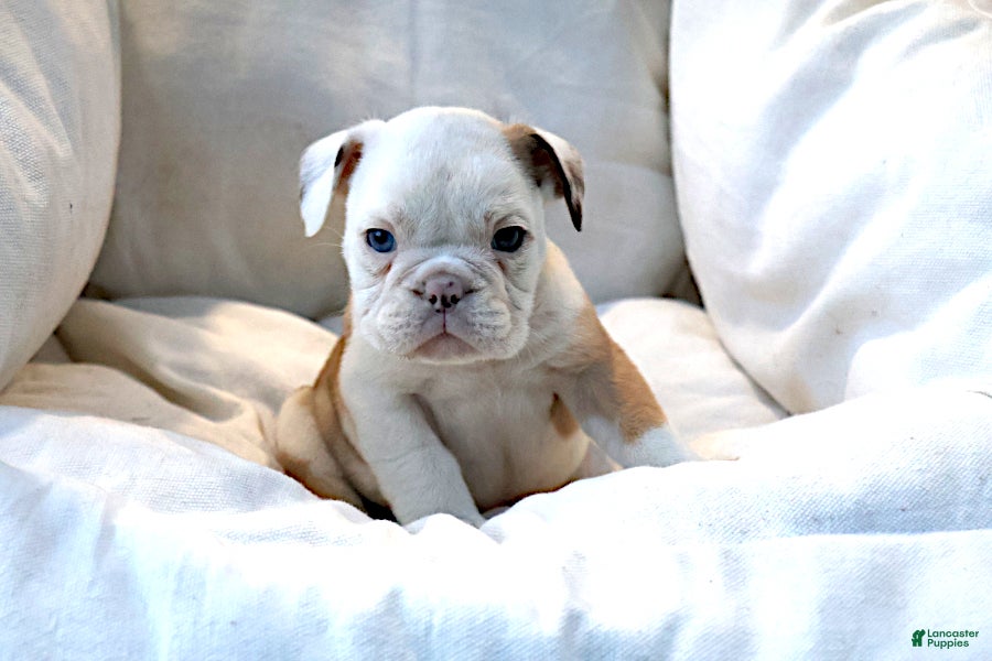 English Bulldog dogs Michi - Ad 2