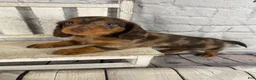 Miniature Dachshund dogs for sale: Remi - Ad 3